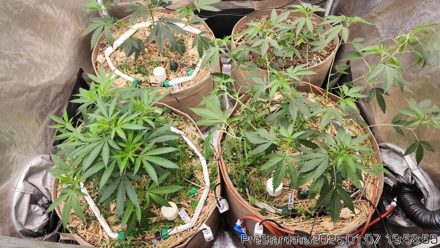 Chill Out OG - MrGrowIt - FabricPotScrog. Week 10