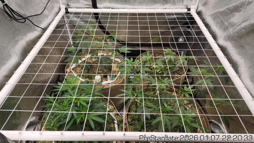 Chill Out OG - MrGrowIt - FabricPotScrog. Week 10