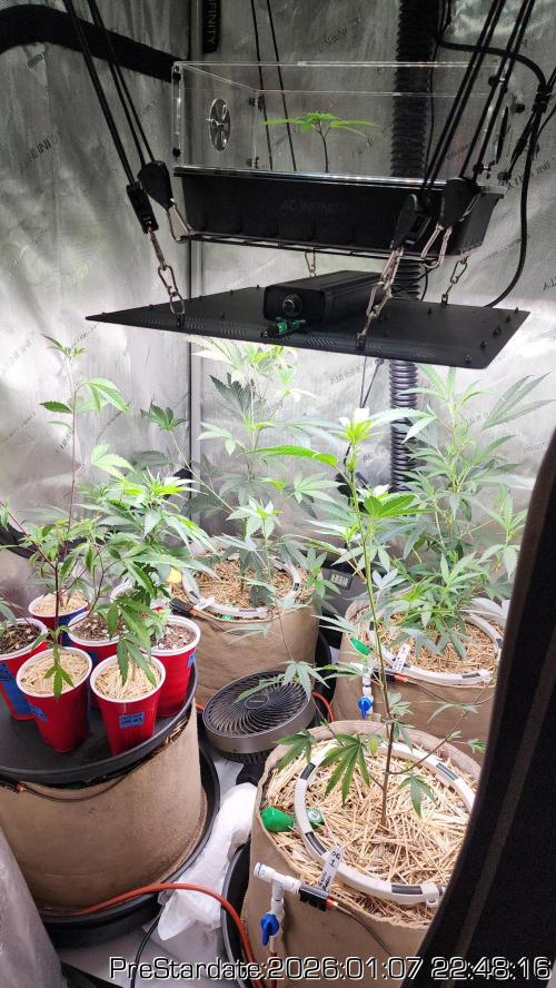 Chill Out OG - MrGrowIt - FabricPotScrog. Week 10