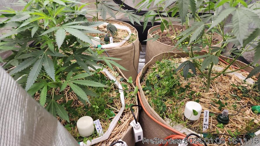 Chill Out OG - MrGrowIt - FabricPotScrog. Week 10