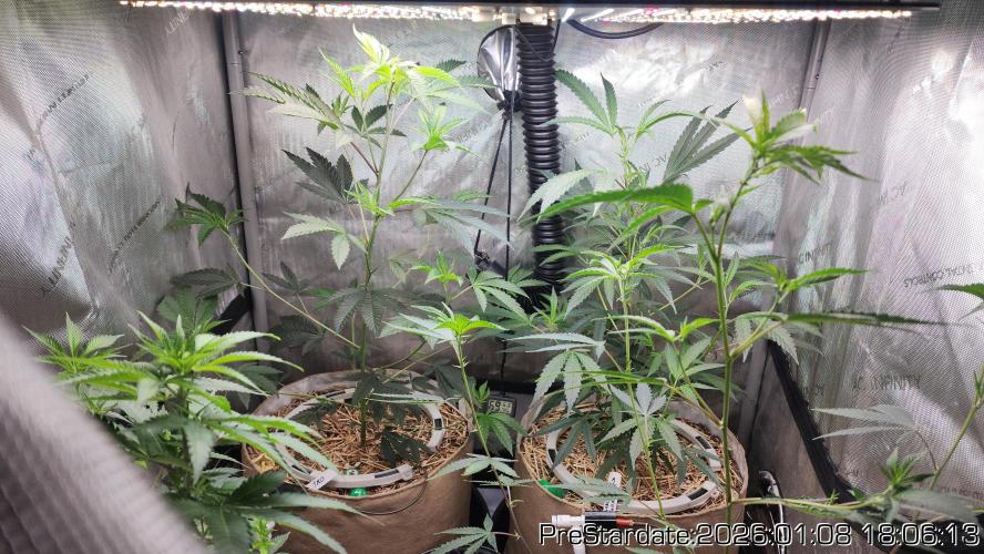 Chill Out OG - MrGrowIt - FabricPotScrog. Week 10