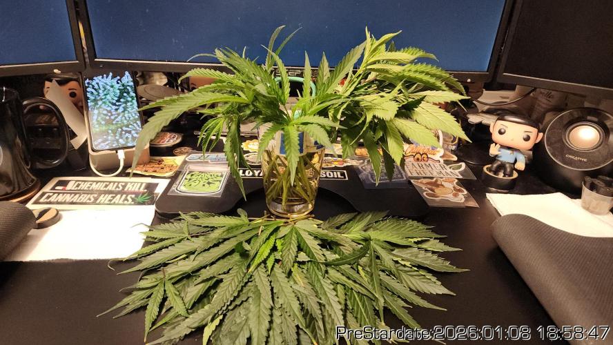 Chill Out OG - MrGrowIt - FabricPotScrog. Week 10