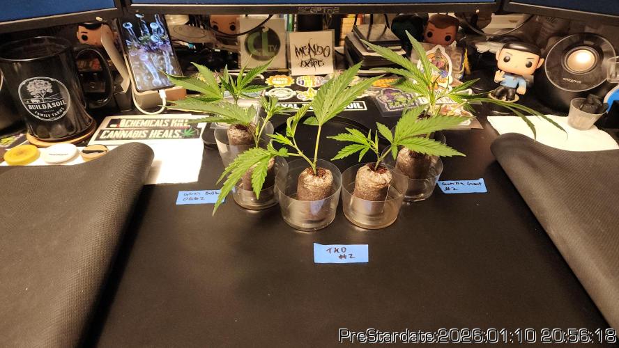 Chill Out OG - MrGrowIt - FabricPotScrog. Week 10