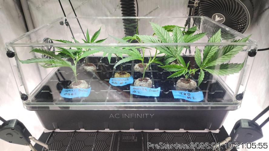 Chill Out OG - MrGrowIt - FabricPotScrog. Week 10