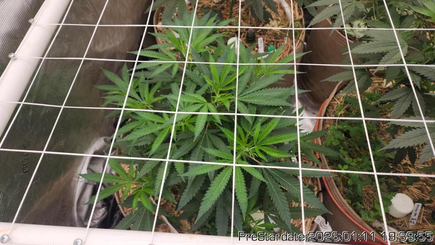 Chill Out OG - MrGrowIt - FabricPotScrog. Week 10