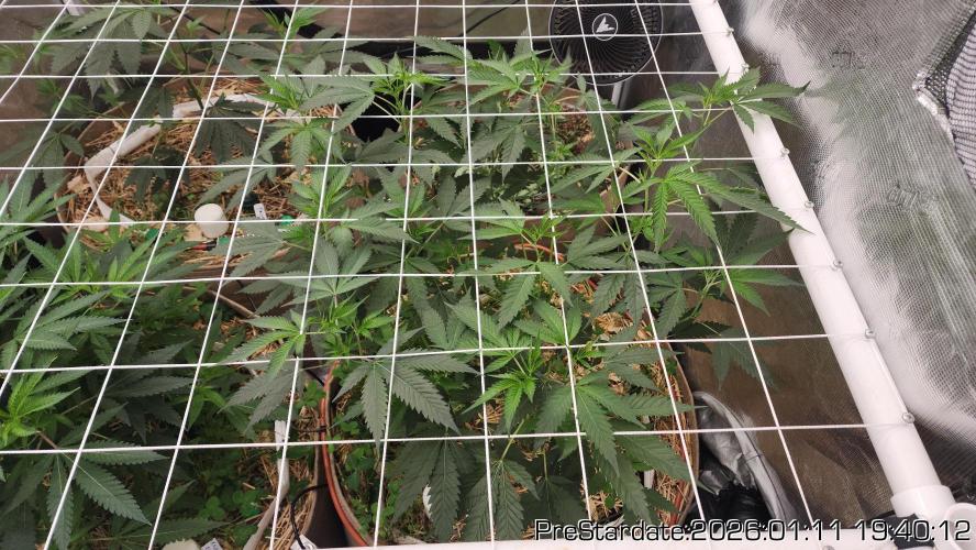 Chill Out OG - MrGrowIt - FabricPotScrog. Week 10