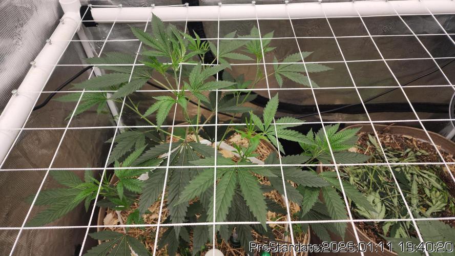 Chill Out OG - MrGrowIt - FabricPotScrog. Week 10