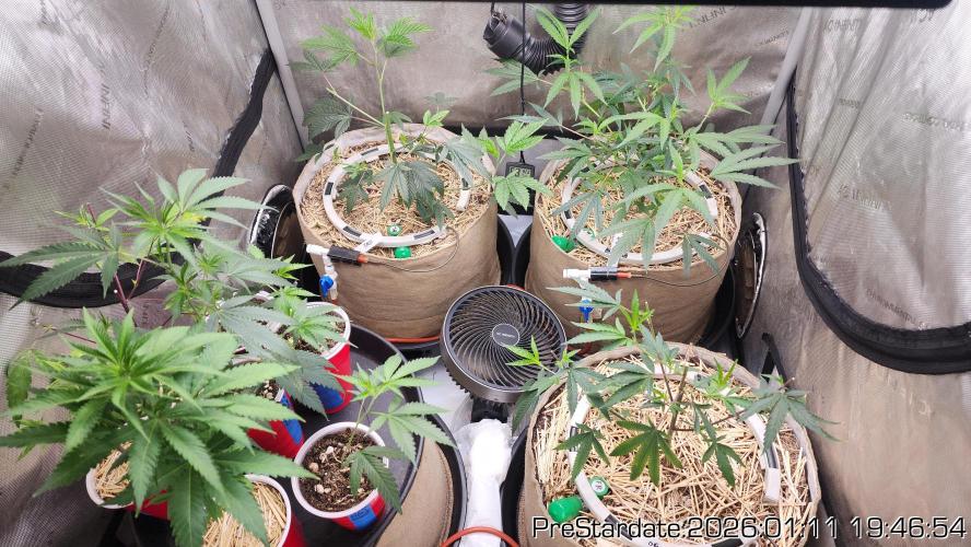 Chill Out OG - MrGrowIt - FabricPotScrog. Week 10