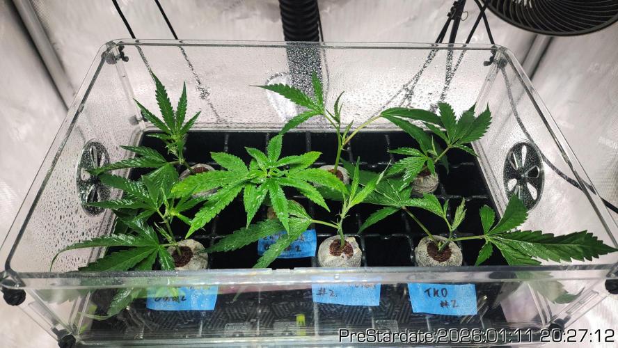 Chill Out OG - MrGrowIt - FabricPotScrog. Week 10