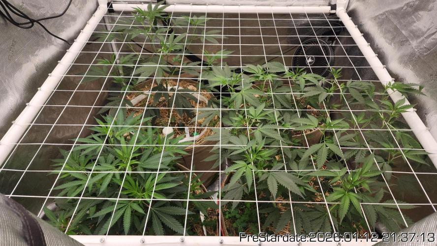 Chill Out OG - MrGrowIt - FabricPotScrog. Week 11