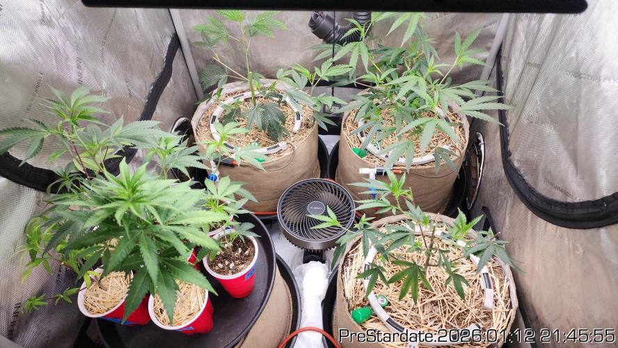Chill Out OG - MrGrowIt - FabricPotScrog. Week 11