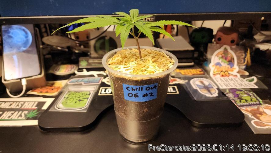 Chill Out OG - MrGrowIt - FabricPotScrog. Week 11