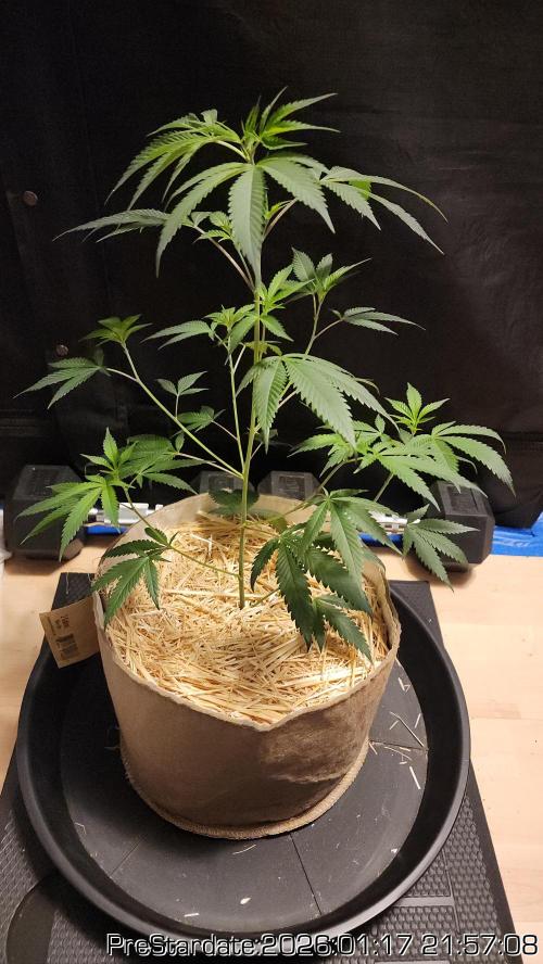 Chill Out OG - MrGrowIt - FabricPotScrog. Week 11