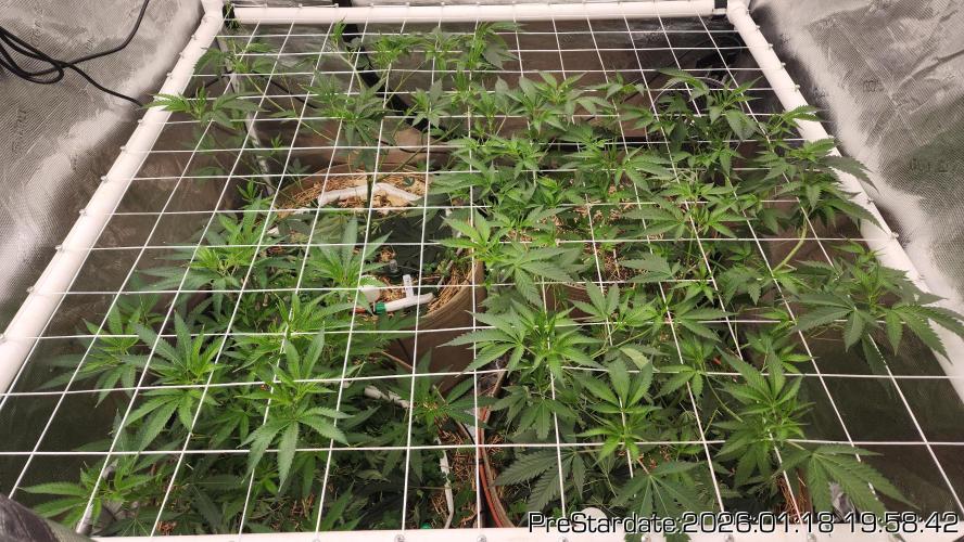 Chill Out OG - MrGrowIt - FabricPotScrog. Week 11
