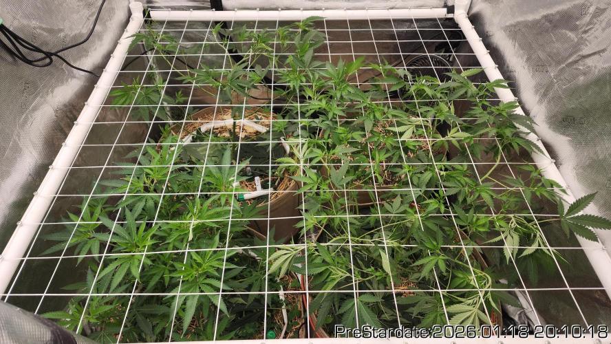 Chill Out OG - MrGrowIt - FabricPotScrog. Week 11