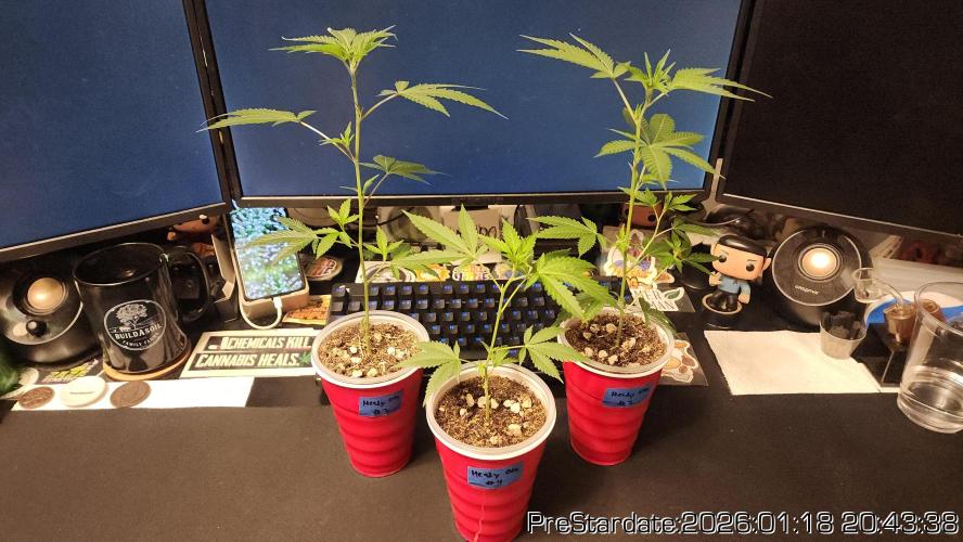 Chill Out OG - MrGrowIt - FabricPotScrog. Week 11