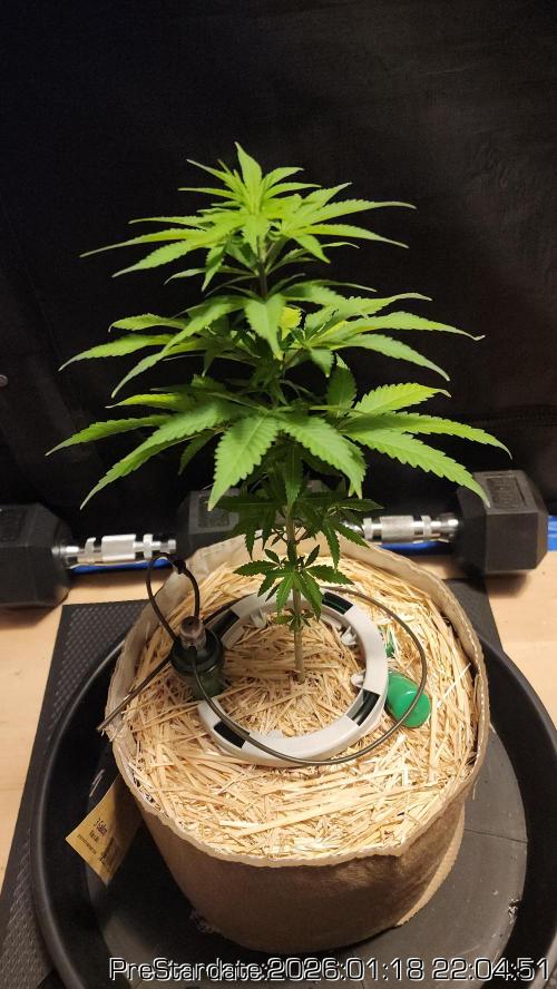 Chill Out OG - MrGrowIt - FabricPotScrog. Week 11