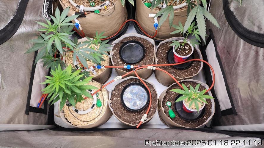 Chill Out OG - MrGrowIt - FabricPotScrog. Week 11