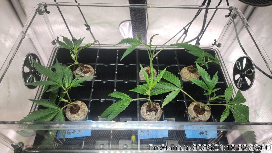 Chill Out OG - MrGrowIt - FabricPotScrog. Week 11