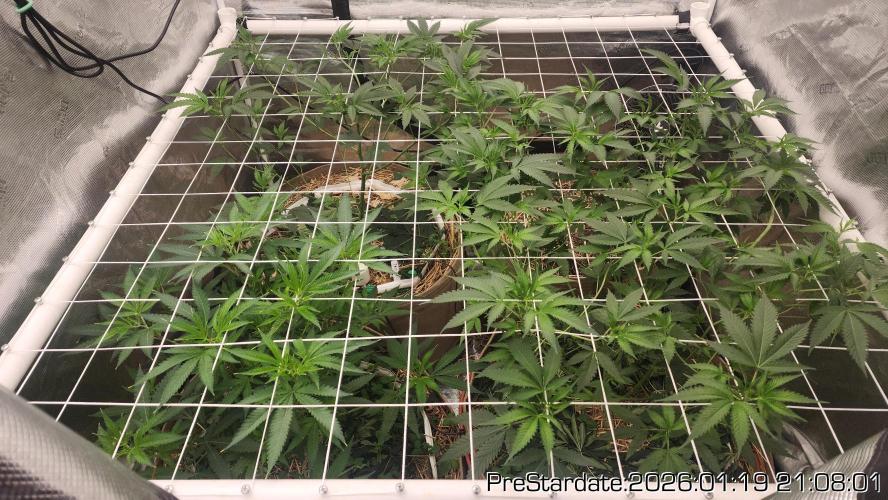 Chill Out OG - MrGrowIt - FabricPotScrog. Week 12