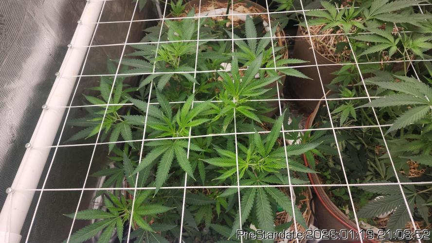 Chill Out OG - MrGrowIt - FabricPotScrog. Week 12