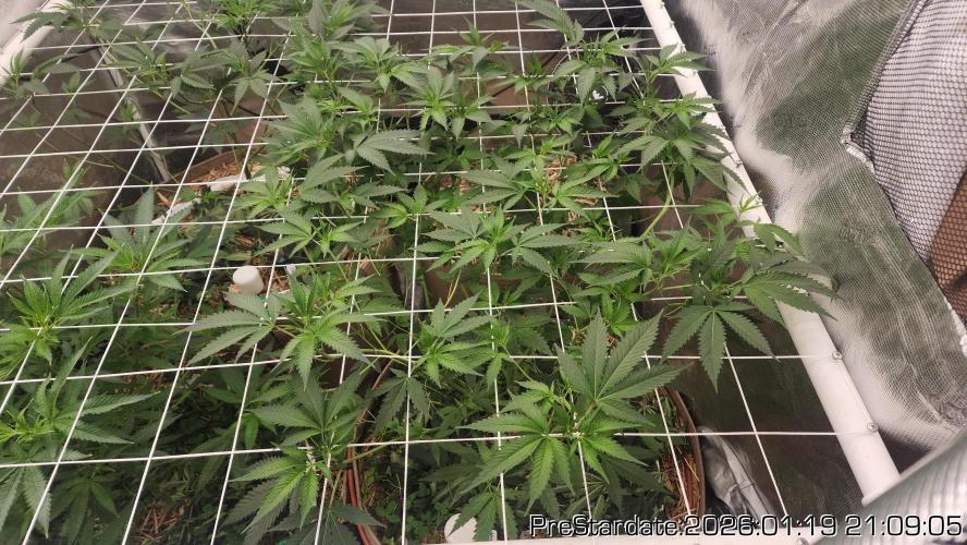 Chill Out OG - MrGrowIt - FabricPotScrog. Week 12