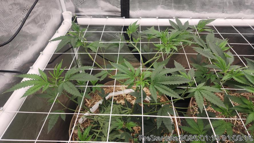 Chill Out OG - MrGrowIt - FabricPotScrog. Week 12