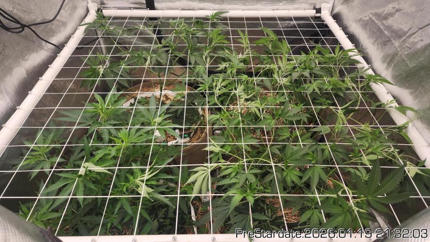 Chill Out OG - MrGrowIt - FabricPotScrog. Week 12
