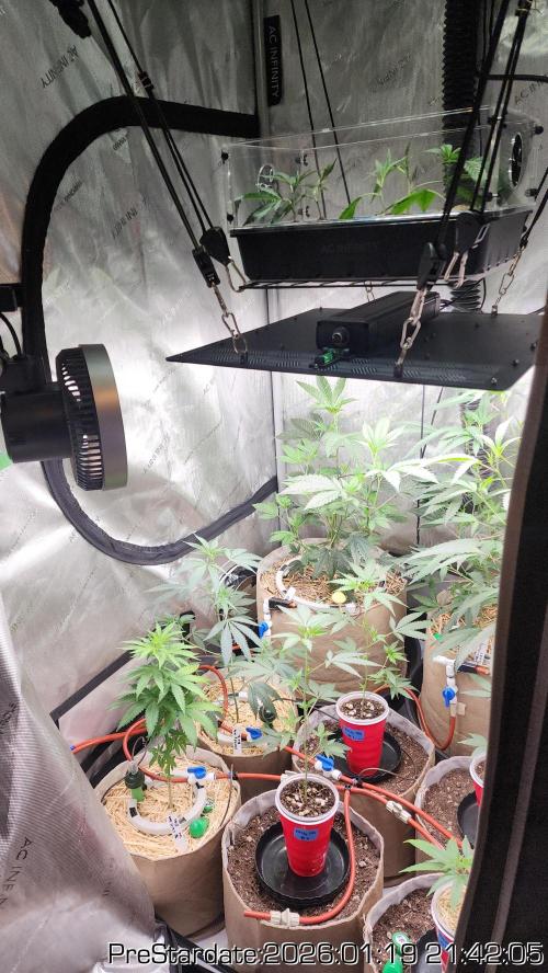 Chill Out OG - MrGrowIt - FabricPotScrog. Week 12