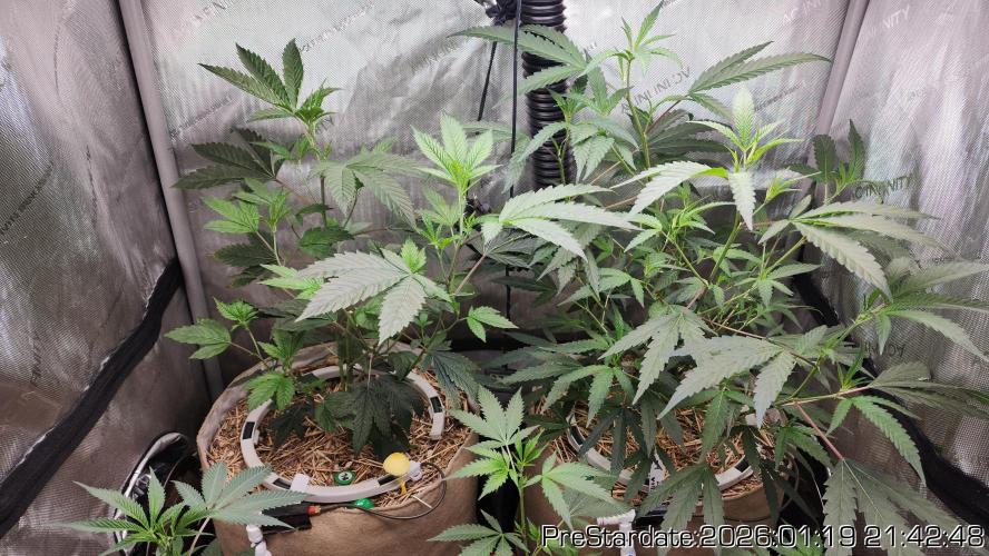 Chill Out OG - MrGrowIt - FabricPotScrog. Week 12