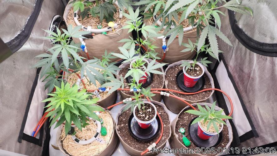 Chill Out OG - MrGrowIt - FabricPotScrog. Week 12