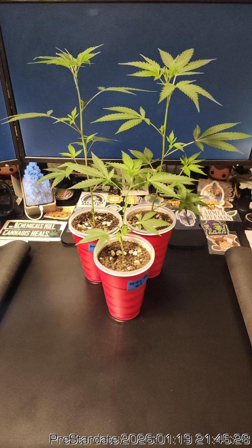 Chill Out OG - MrGrowIt - FabricPotScrog. Week 12