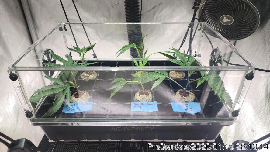 Chill Out OG - MrGrowIt - FabricPotScrog. Week 12