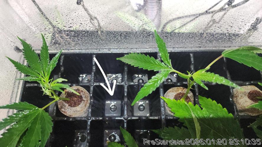 Chill Out OG - MrGrowIt - FabricPotScrog. Week 12