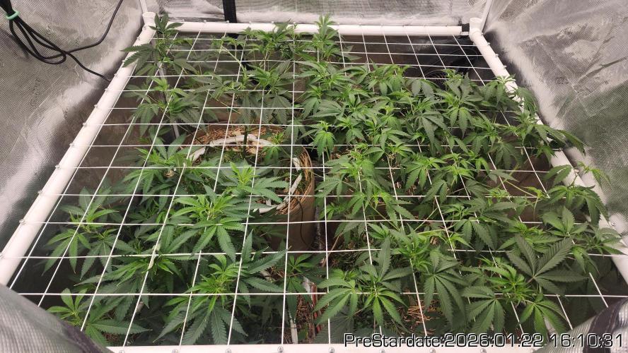 Chill Out OG - MrGrowIt - FabricPotScrog. Week 12