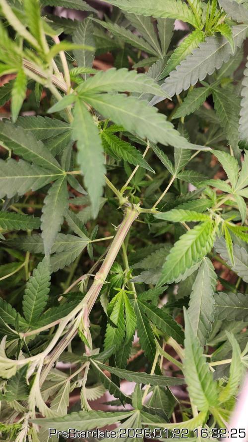 Chill Out OG - MrGrowIt - FabricPotScrog. Week 12