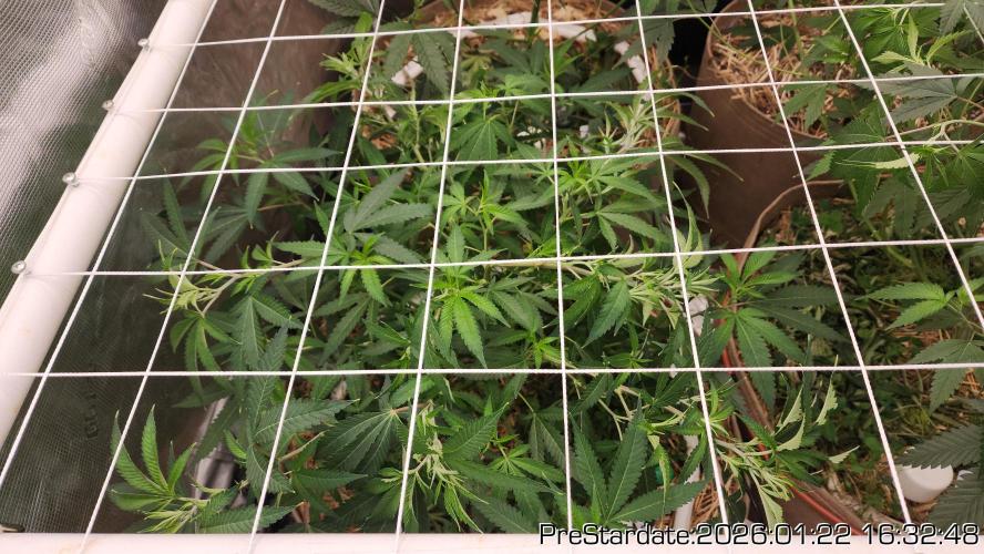 Chill Out OG - MrGrowIt - FabricPotScrog. Week 12