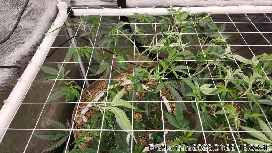 Chill Out OG - MrGrowIt - FabricPotScrog. Week 12
