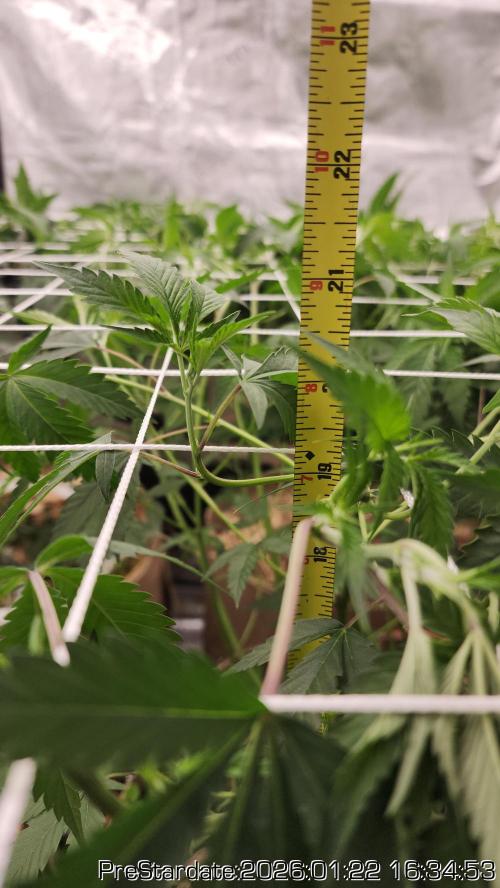 Chill Out OG - MrGrowIt - FabricPotScrog. Week 12