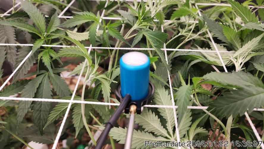 Chill Out OG - MrGrowIt - FabricPotScrog. Week 12