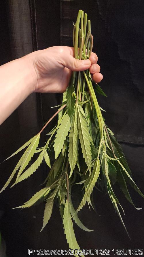 Chill Out OG - MrGrowIt - FabricPotScrog. Week 12