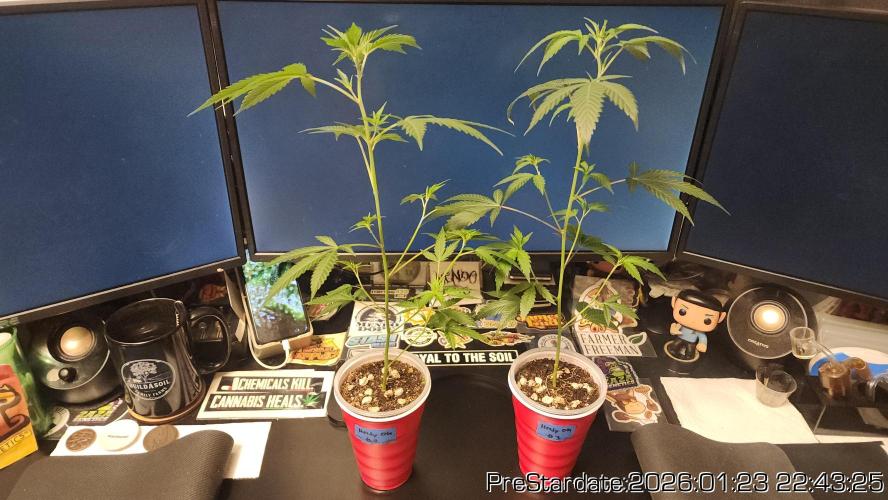 Chill Out OG - MrGrowIt - FabricPotScrog. Week 12