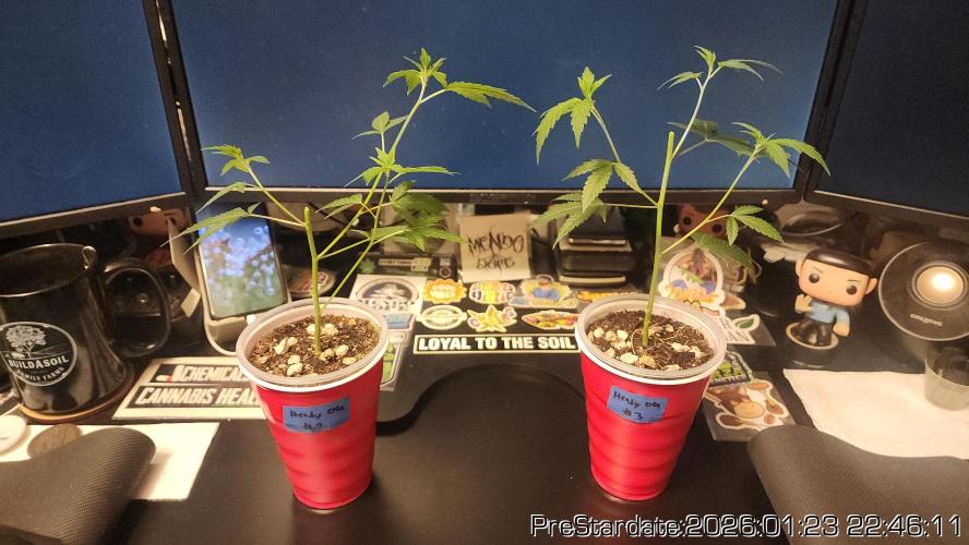 Chill Out OG - MrGrowIt - FabricPotScrog. Week 12
