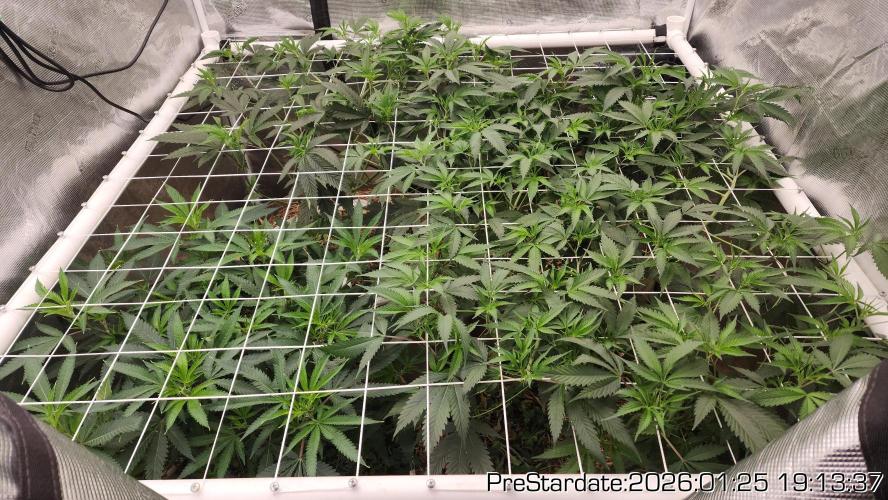 Chill Out OG - MrGrowIt - FabricPotScrog. Week 12