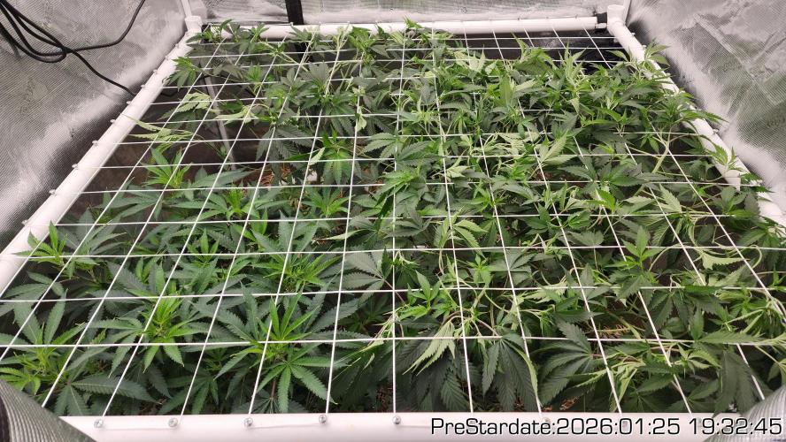 Chill Out OG - MrGrowIt - FabricPotScrog. Week 12