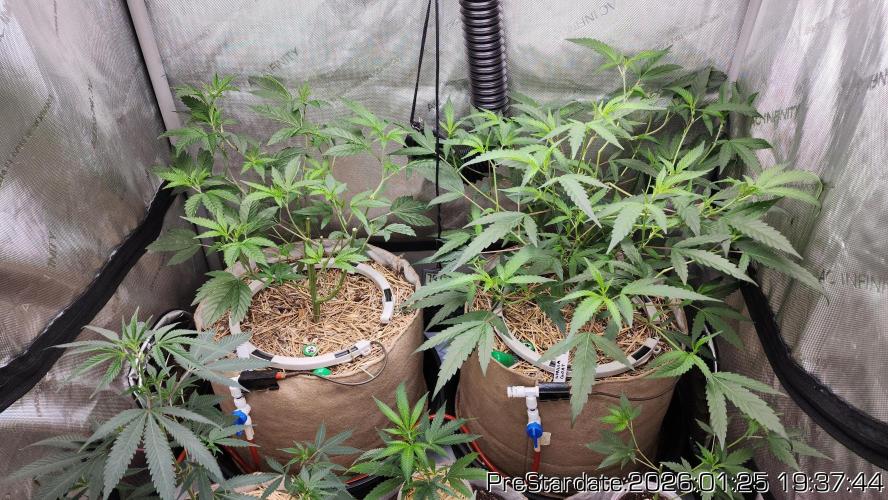 Chill Out OG - MrGrowIt - FabricPotScrog. Week 12