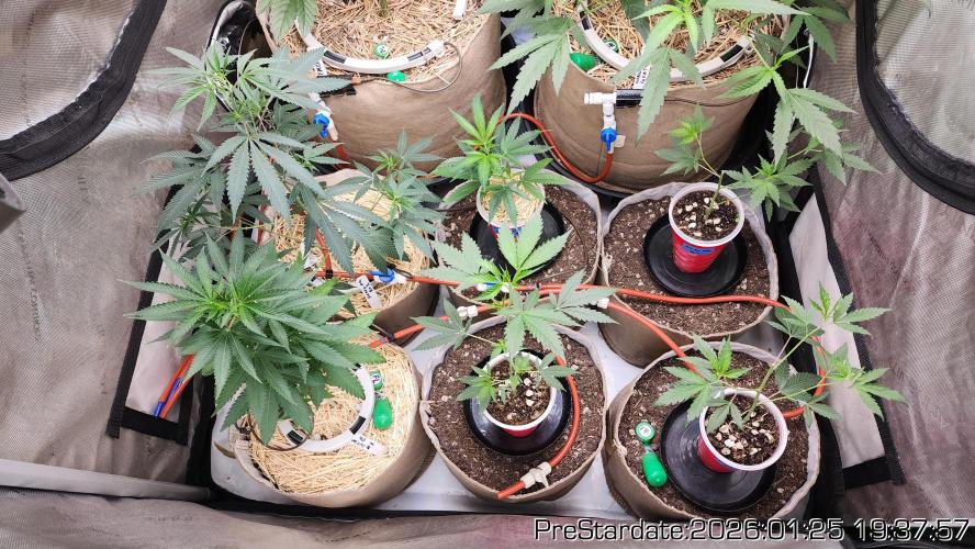 Chill Out OG - MrGrowIt - FabricPotScrog. Week 12