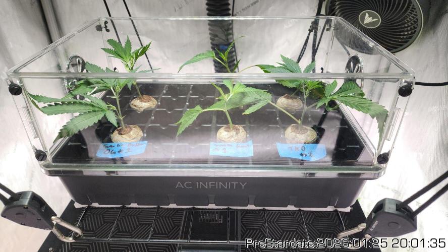 Chill Out OG - MrGrowIt - FabricPotScrog. Week 12