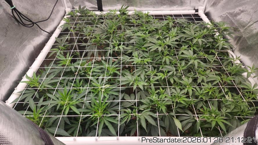 Chill Out OG - MrGrowIt - FabricPotScrog. Week 13