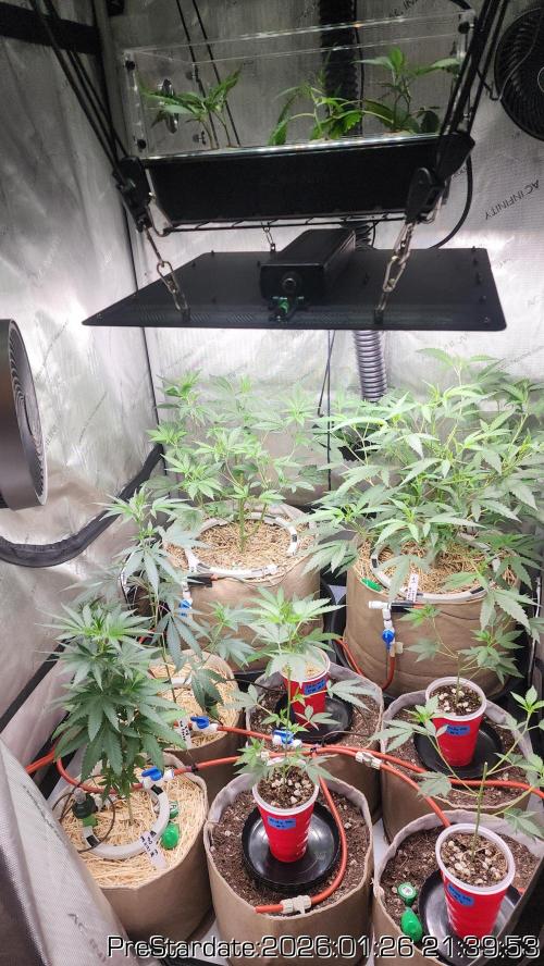 Chill Out OG - MrGrowIt - FabricPotScrog. Week 13